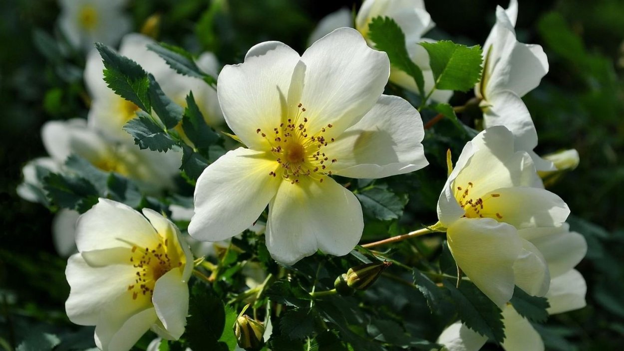 Кустарники Жасмин, шиповник