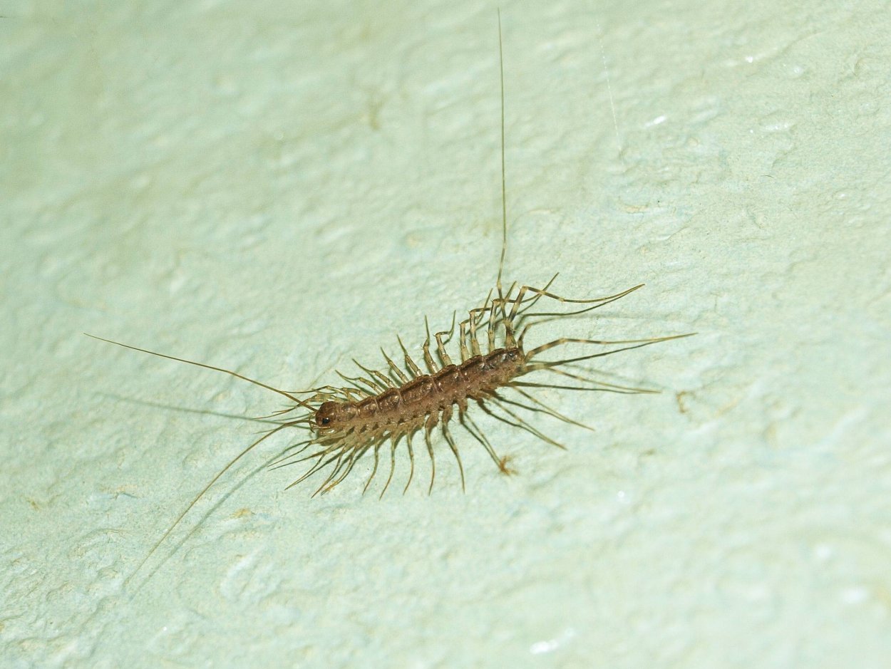 Мокрица насекомое сороконожка