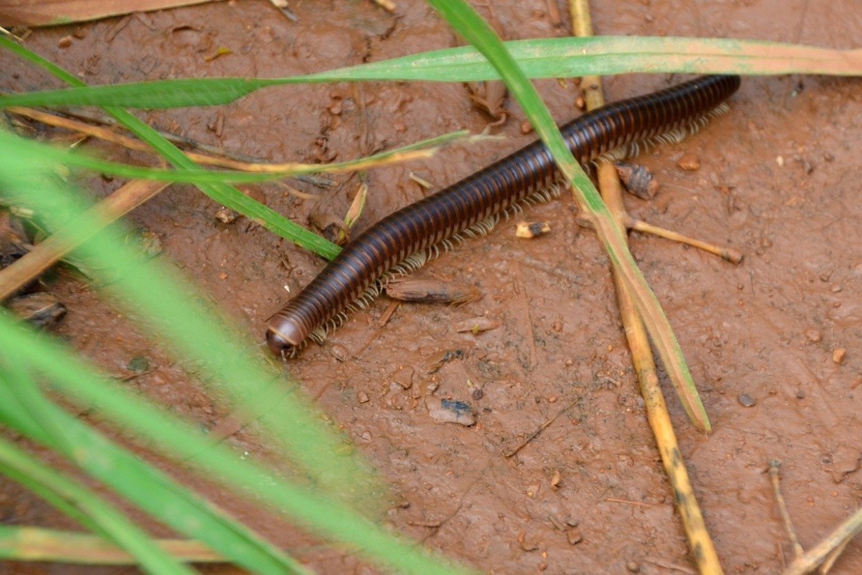 Серебрянка (обыкновенная чешуйница)