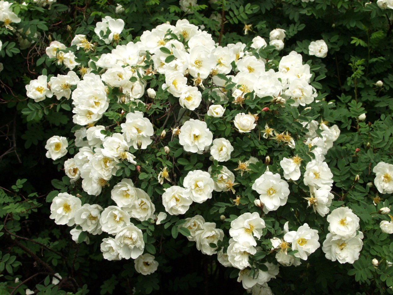 Бедренцоволистная (колючейшая) роза