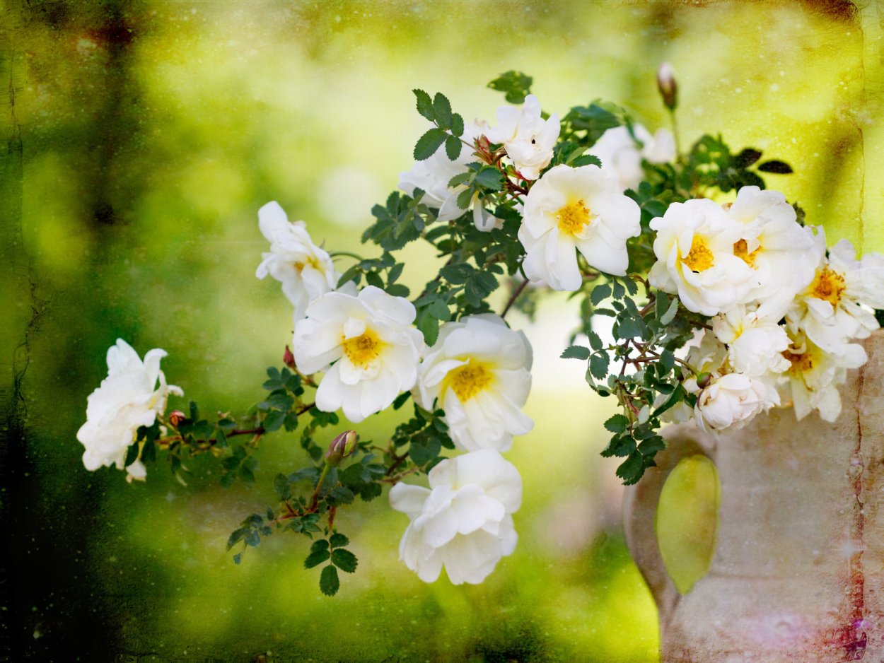 Ветки шиповника на Розе