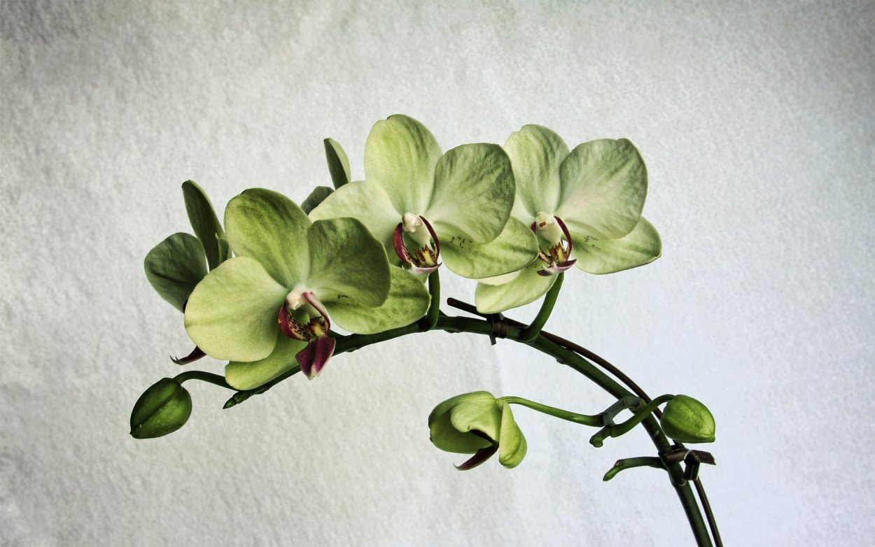 Орхидея фаленопсис лайм