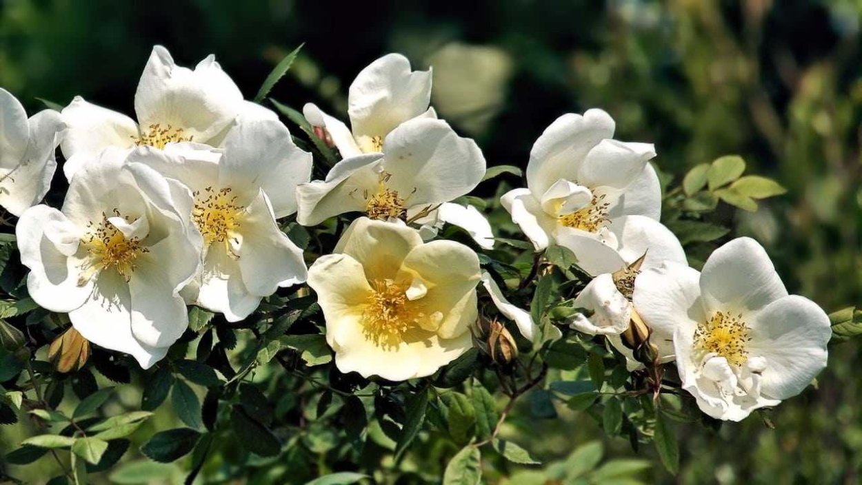 Шиповник (роза Даурская)