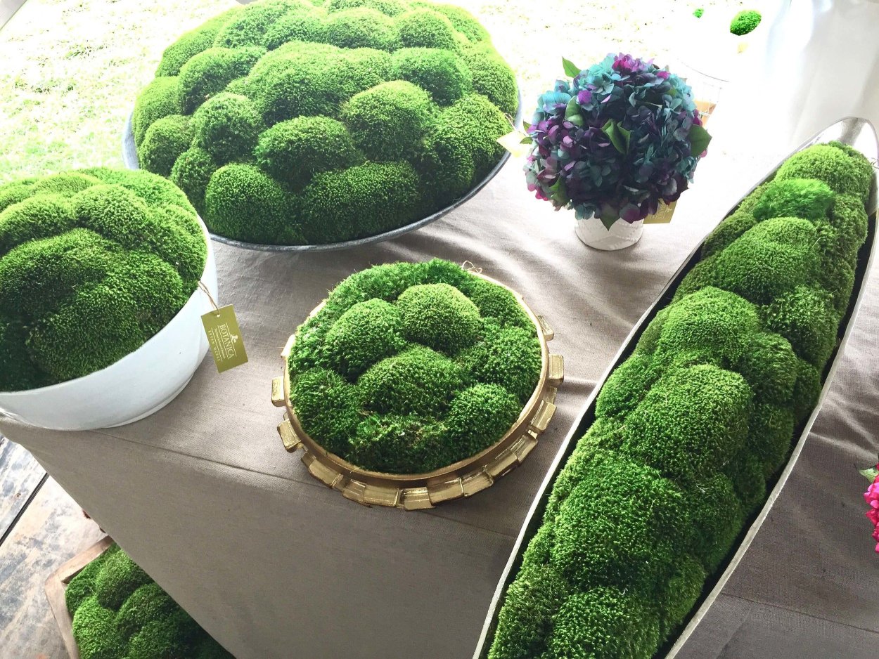 Мох домашний