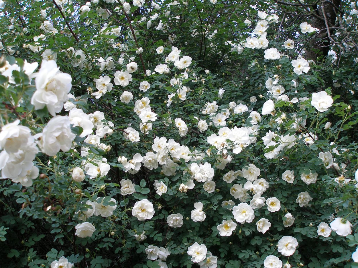 Роза колючейшая Альба