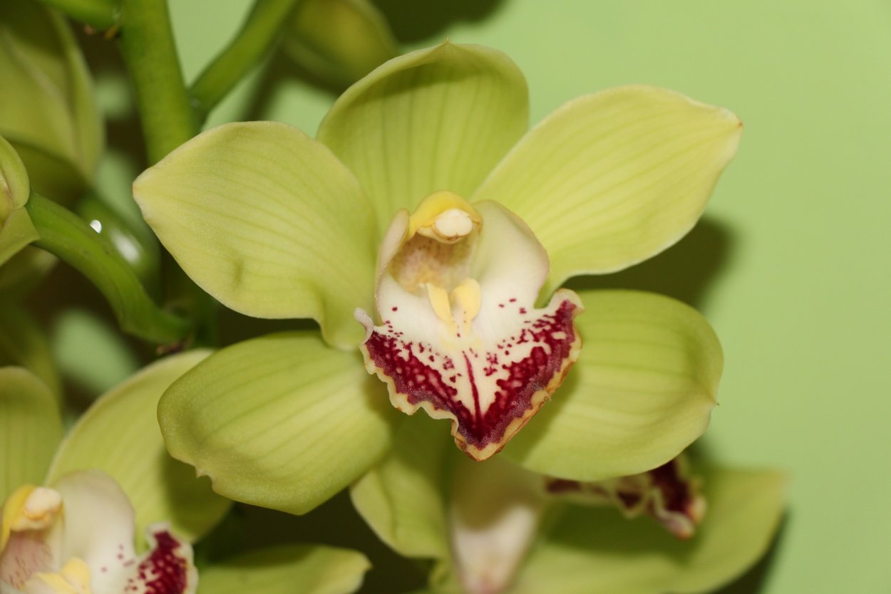 Орхидея Блэк Мэджик