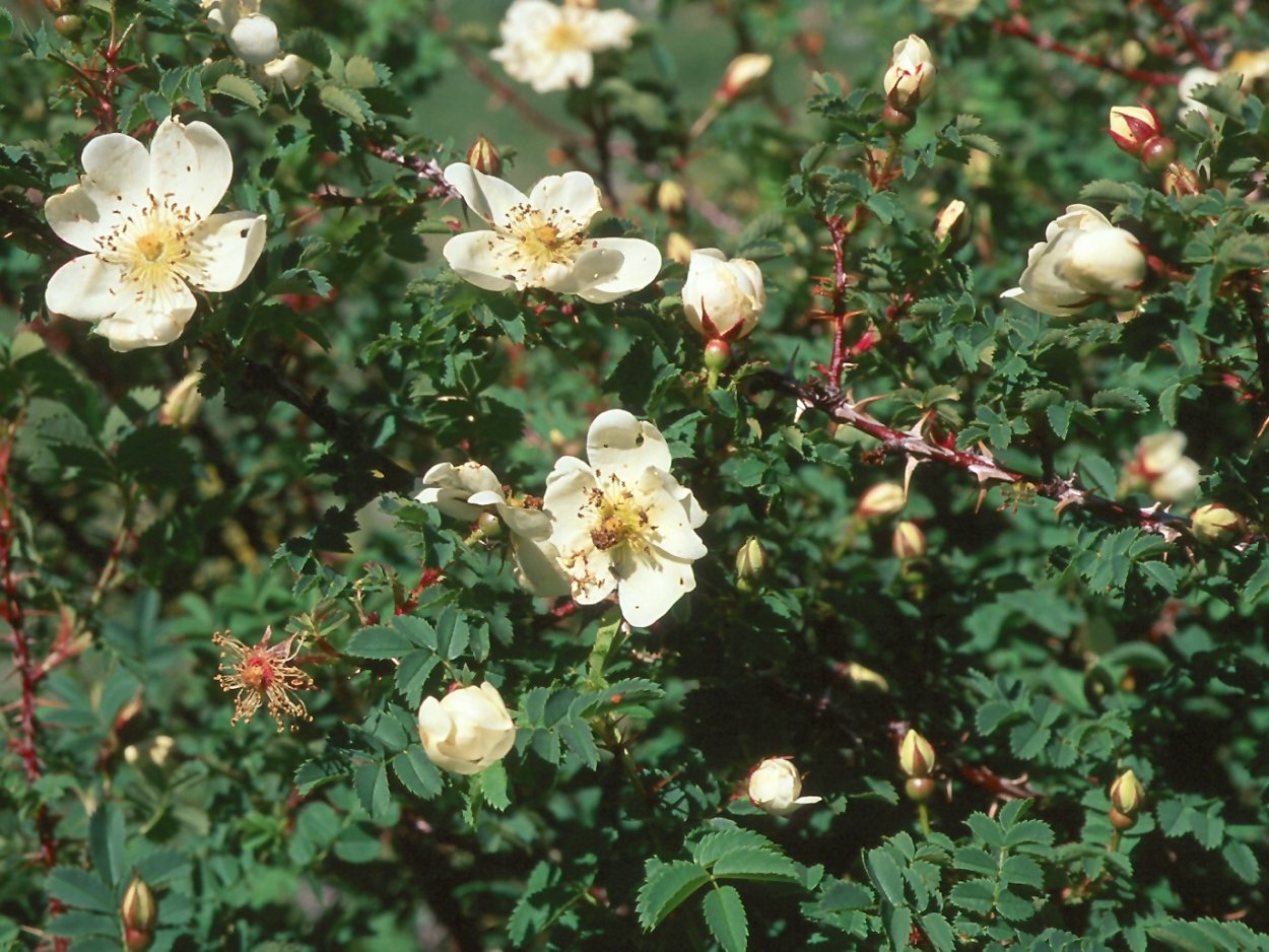Роза колючейшая “Rosa pimpinellifolia”