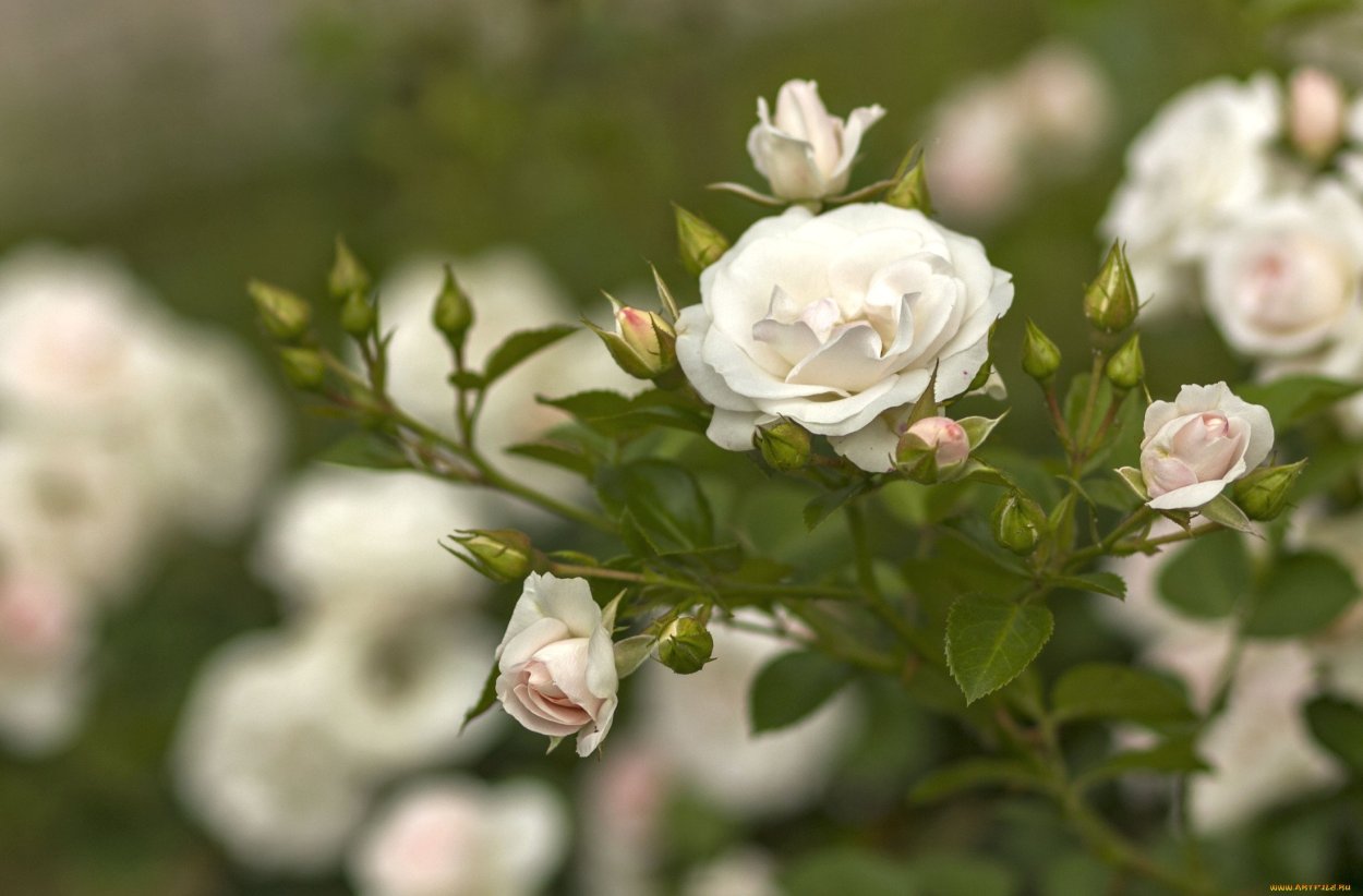 Роза Сноу Бабблс