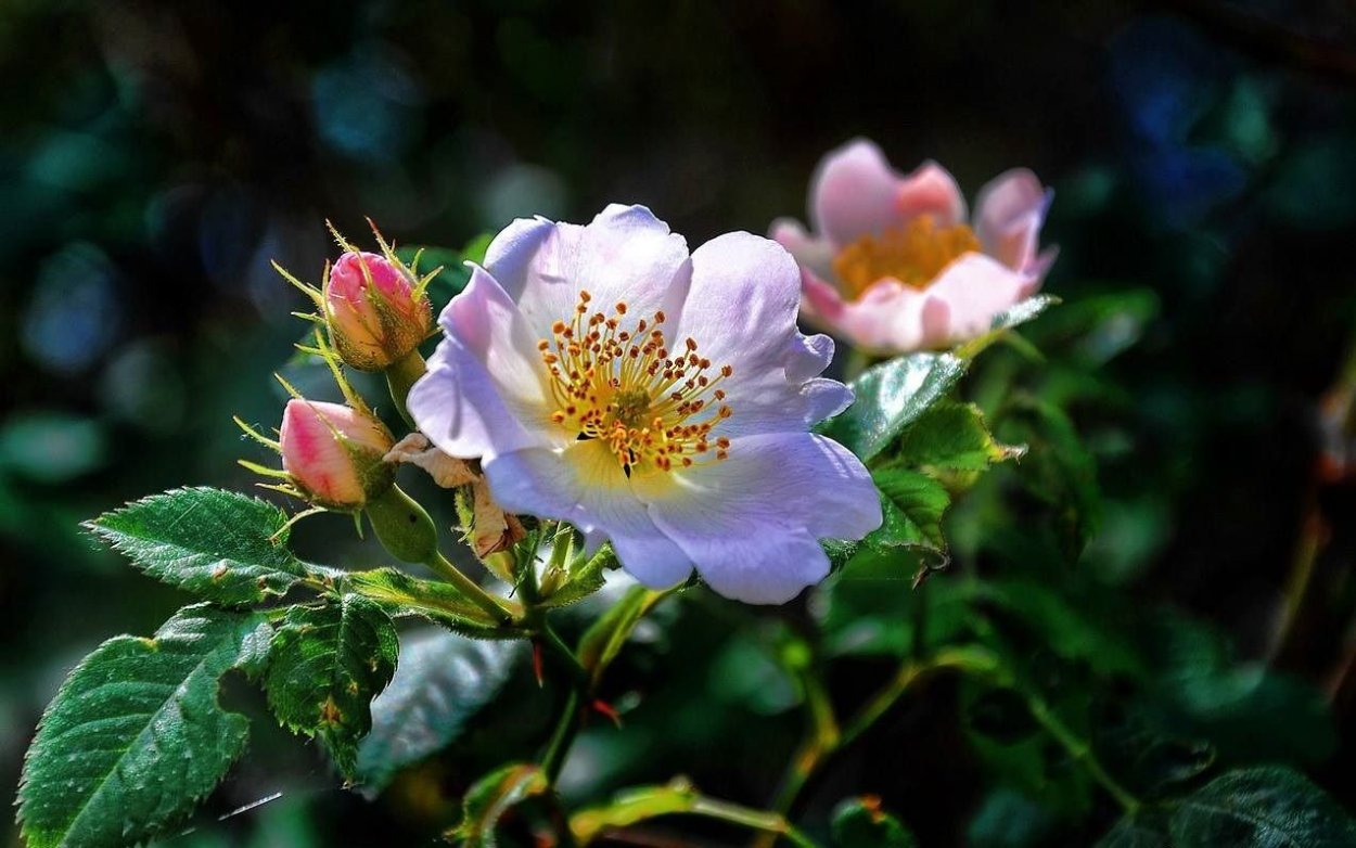 Шиповник Королевский