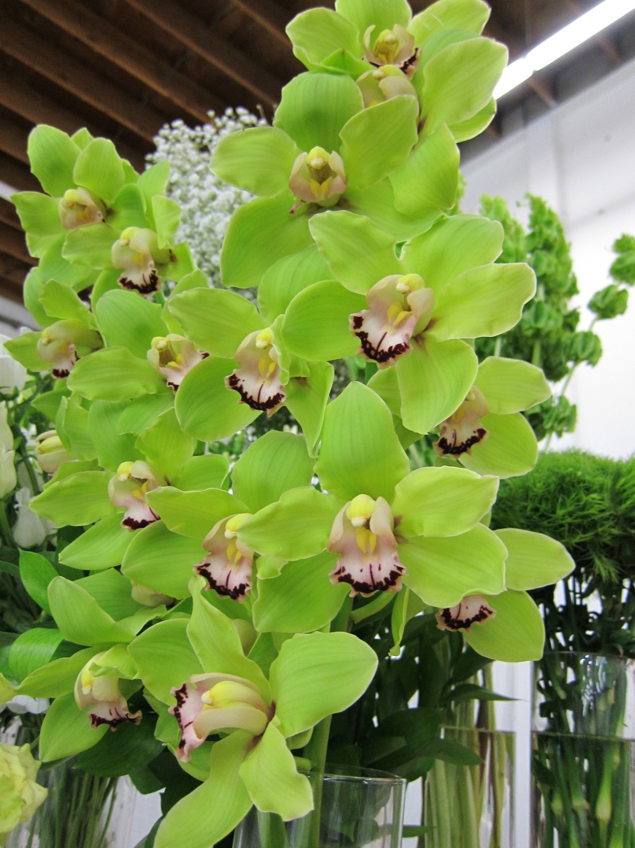 Фаленопсис Golden George