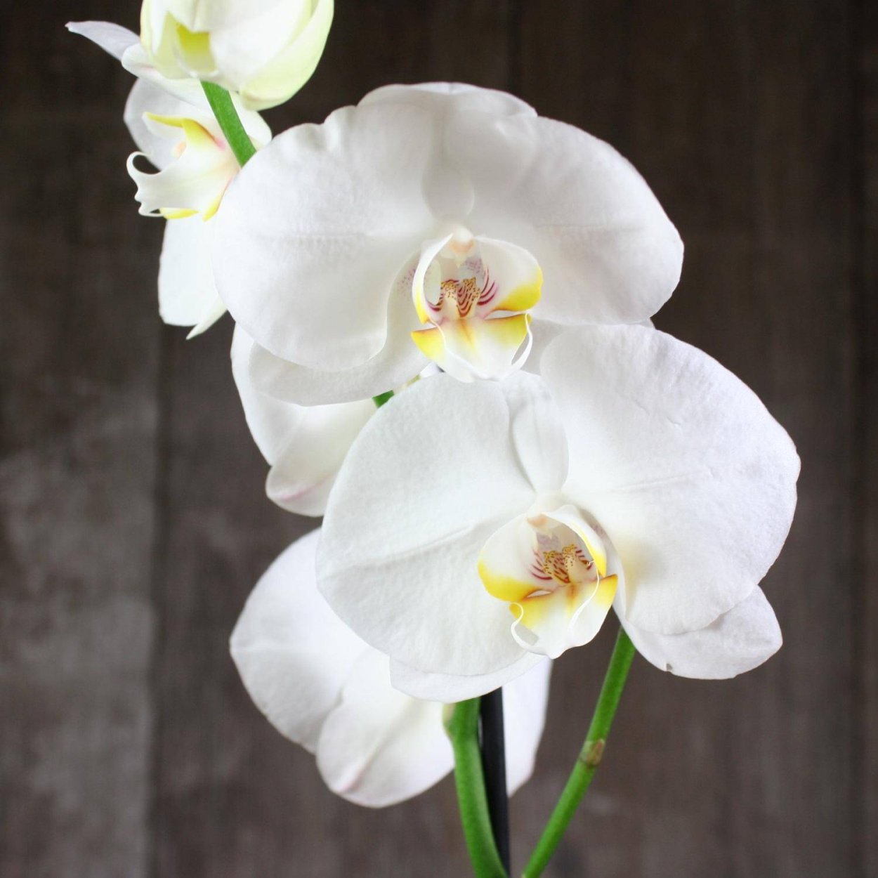 Фаленопсис Phalaenopsis Champagne