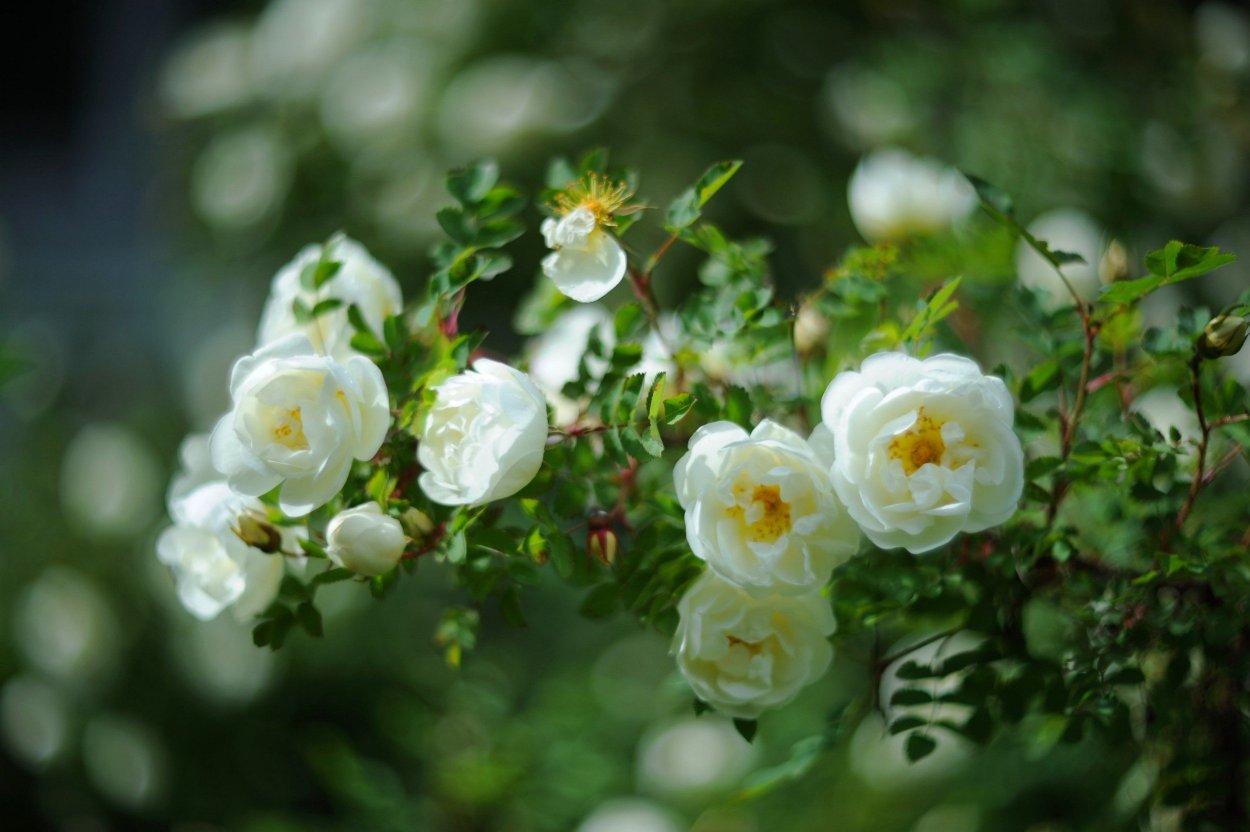 Обои куст с белыми цветами