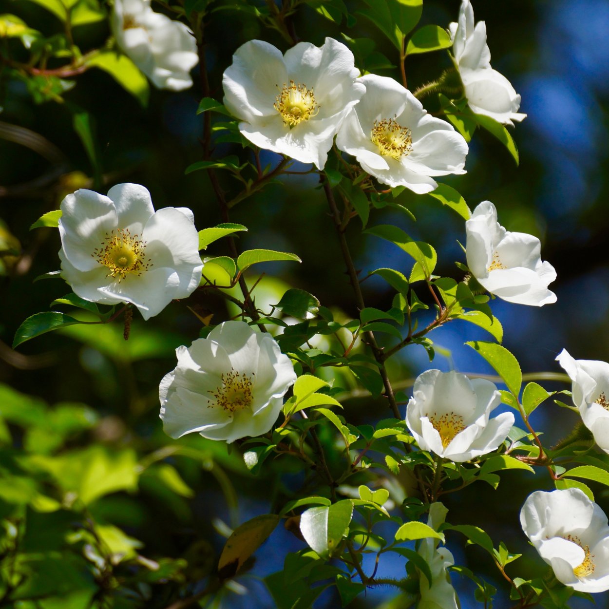 Шиповник древовидный