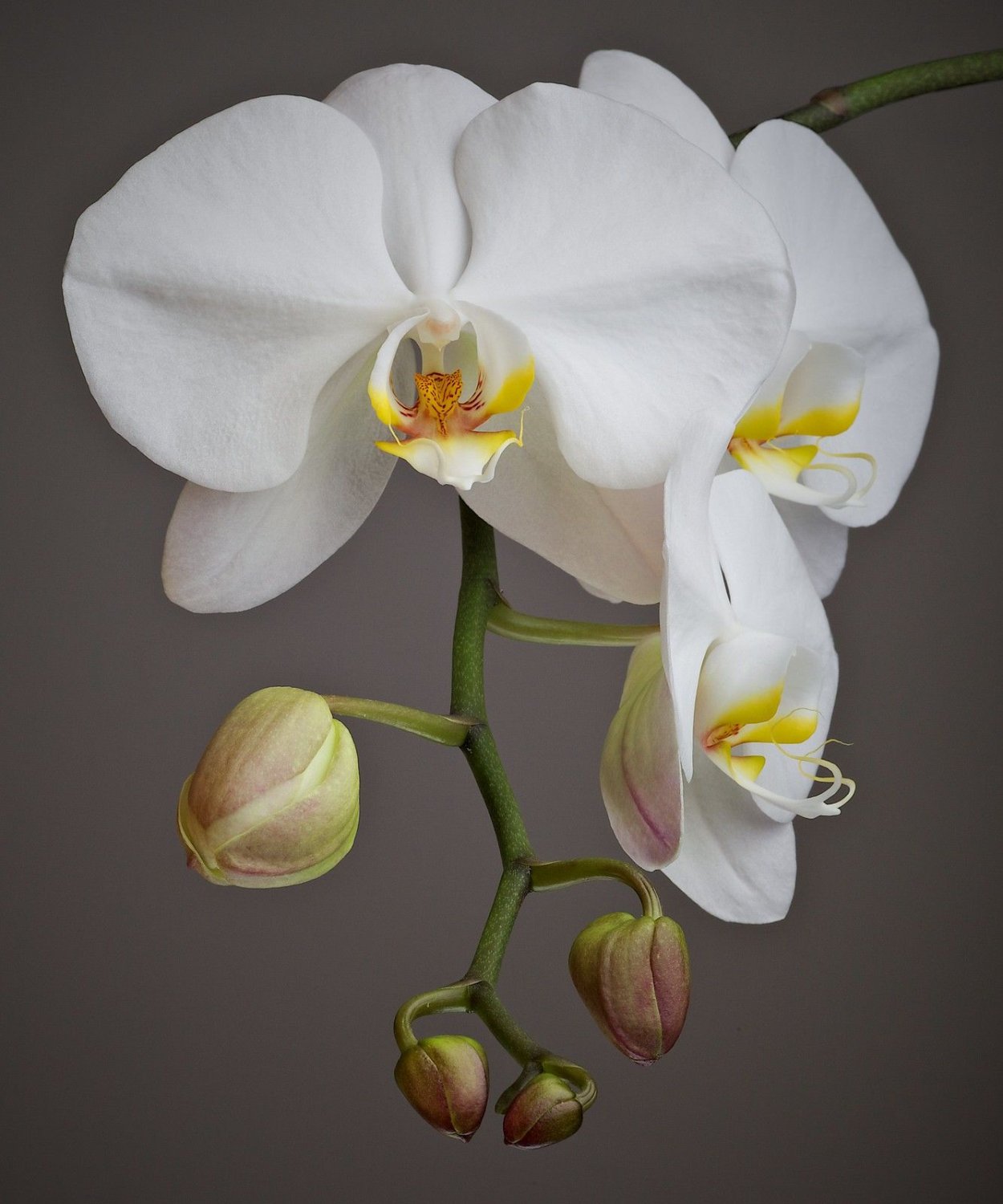 Фаленопсис London