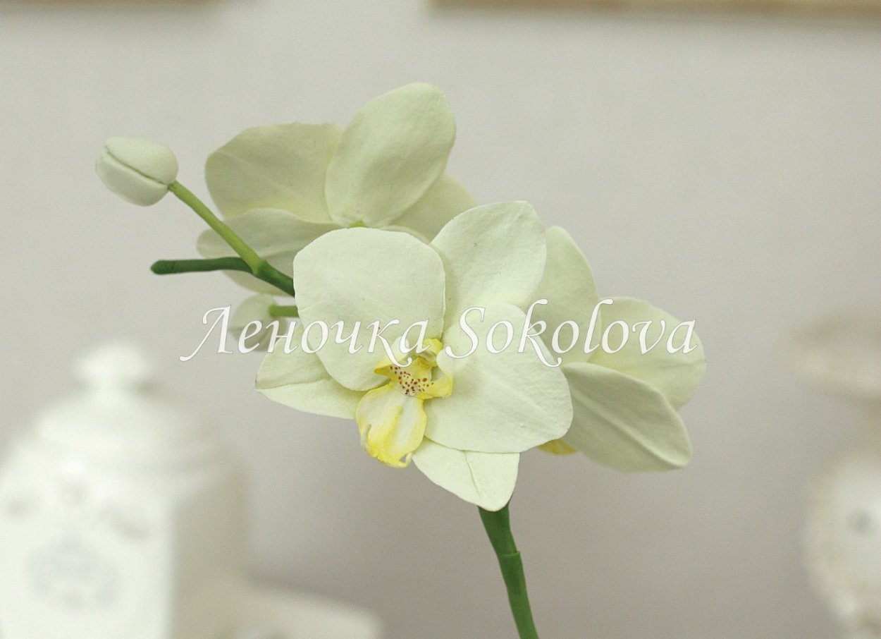 Орхидея фаленопсис зеленая