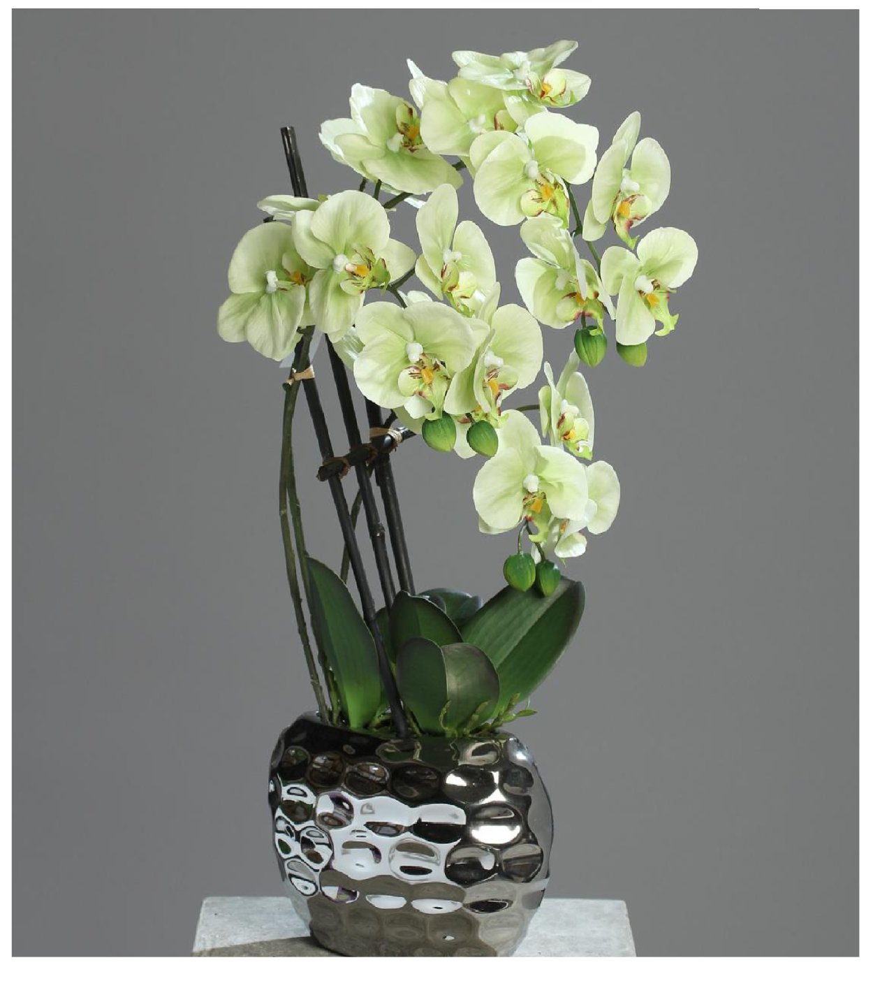 Фаленопсис Aquamarine