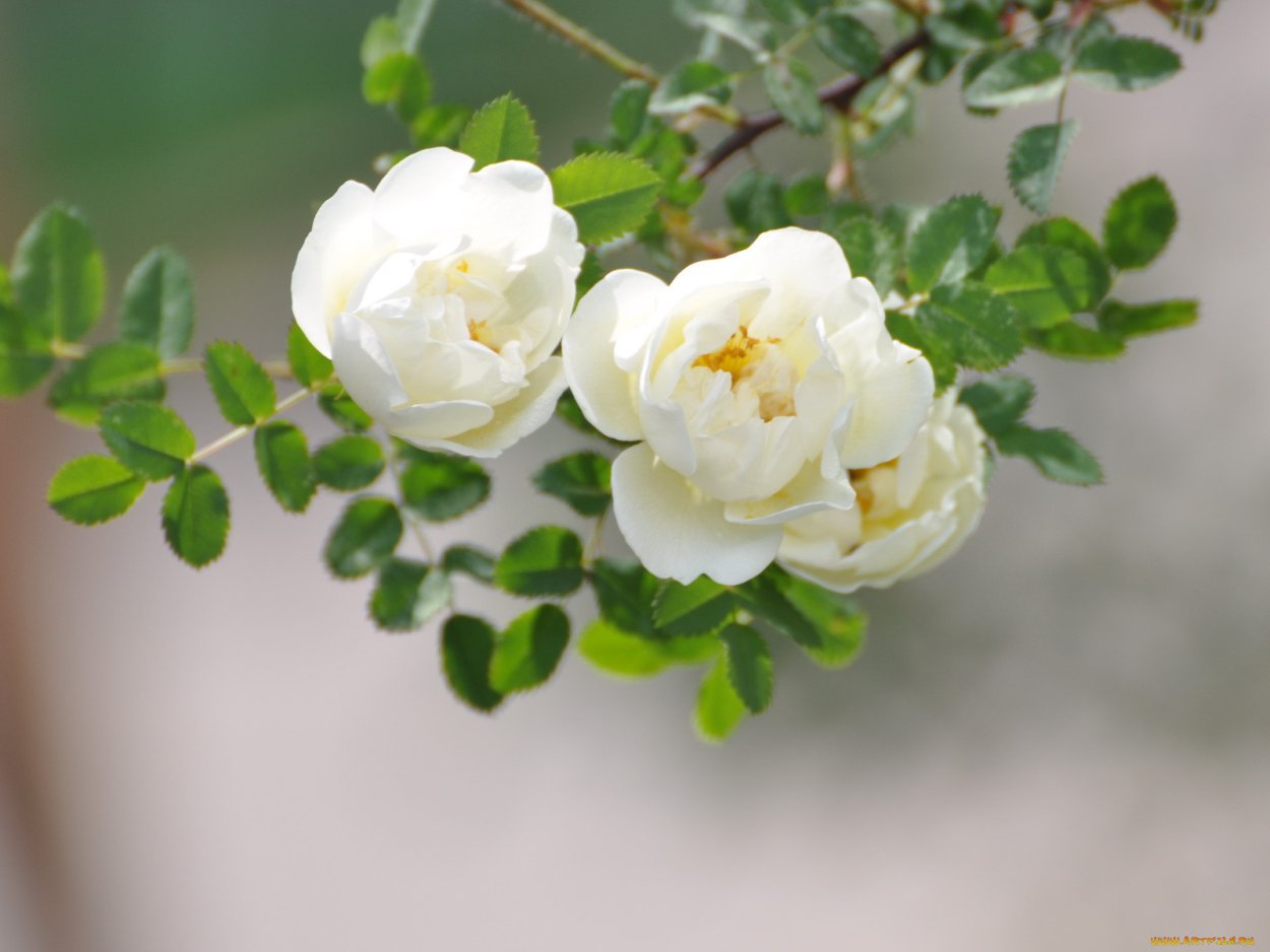 Шиповник цветет белыми цветами
