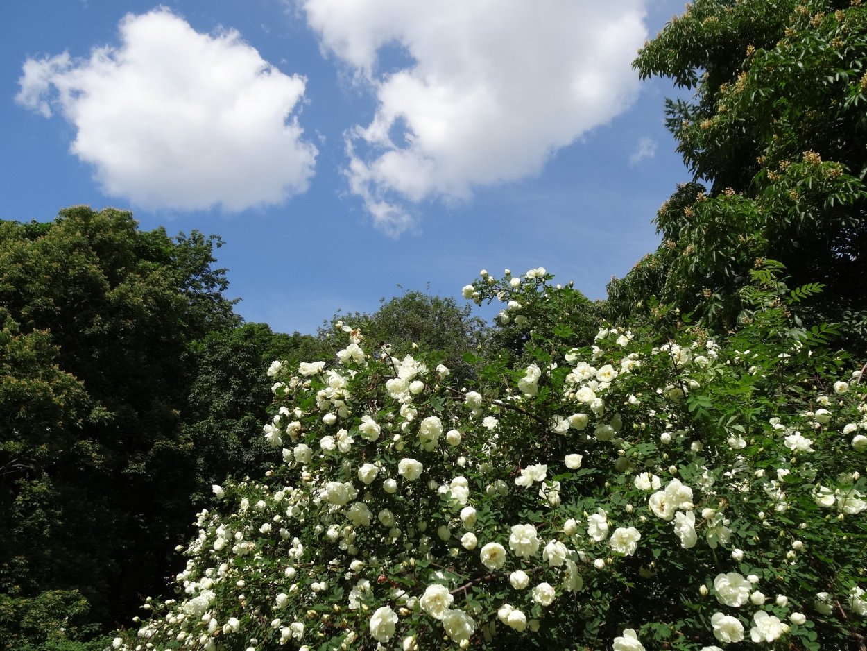 Белый шиповник куст