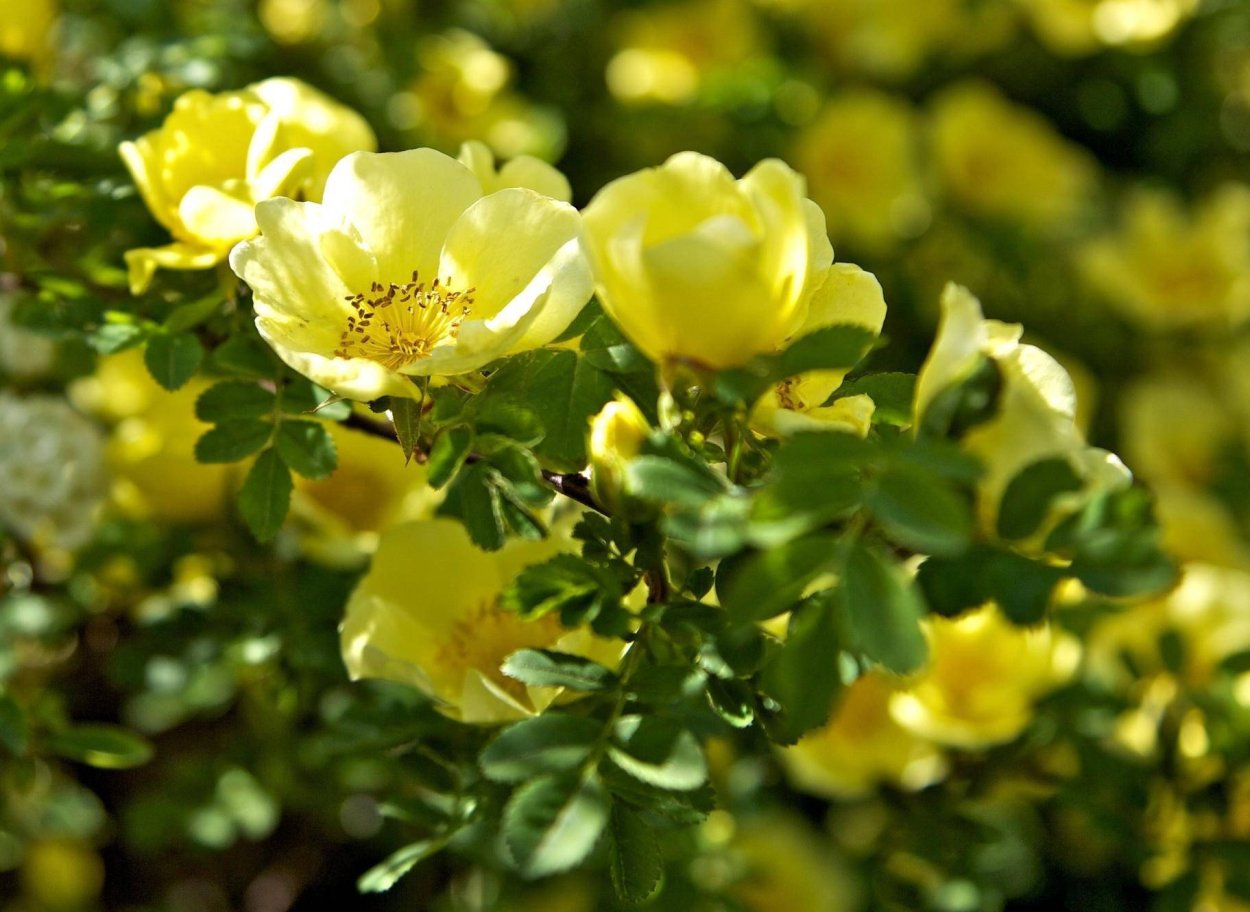 Куст розы желтой дикой