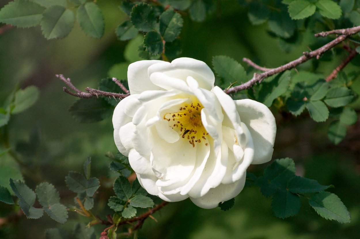 Шиповник цветет