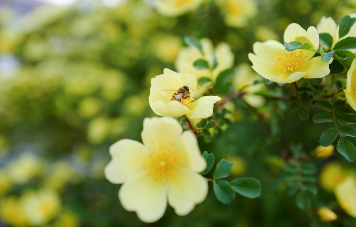 Шиповник морщинистый