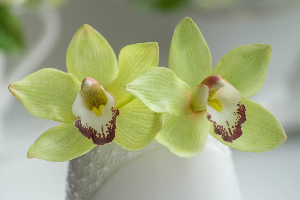 Фисташковая мультифлора Орхидея