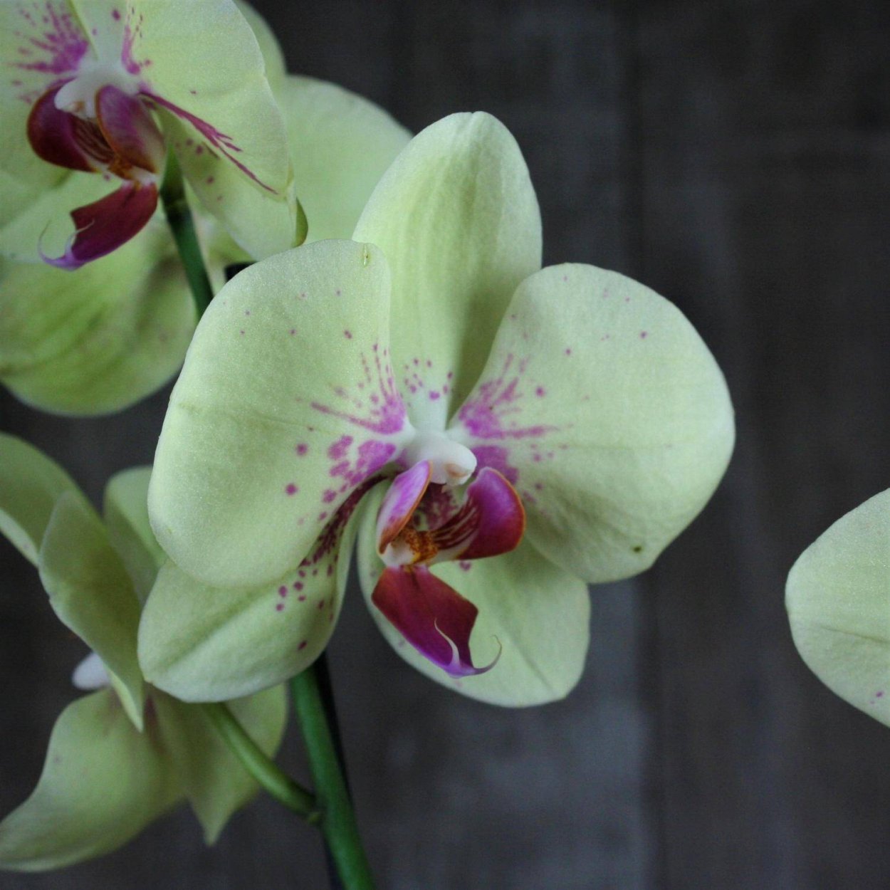 орхидеи мини сорта и фото фаленопсис