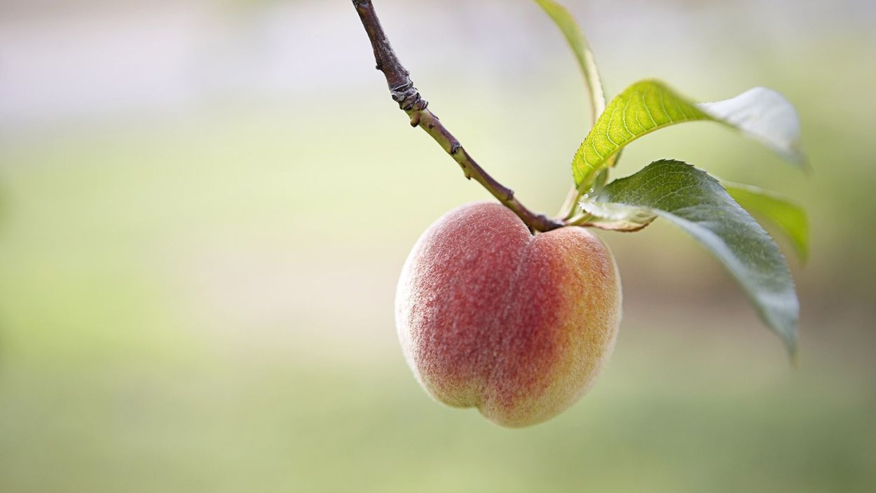 Нектарин на ветке