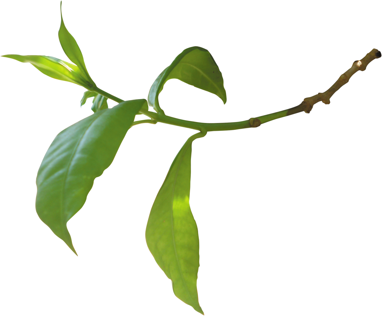 Листья абрикоса