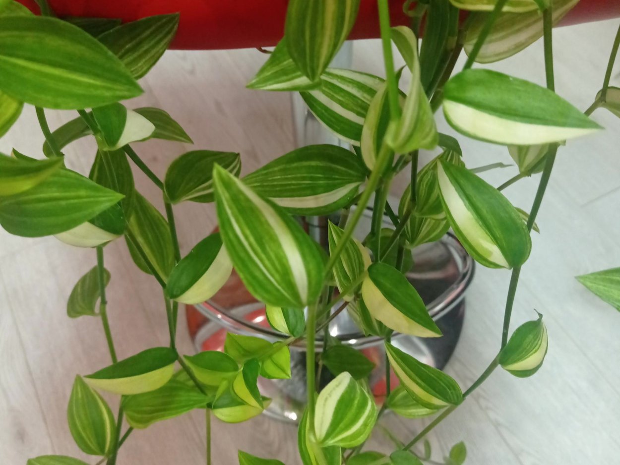 ГЕОБАЗИС традесканция