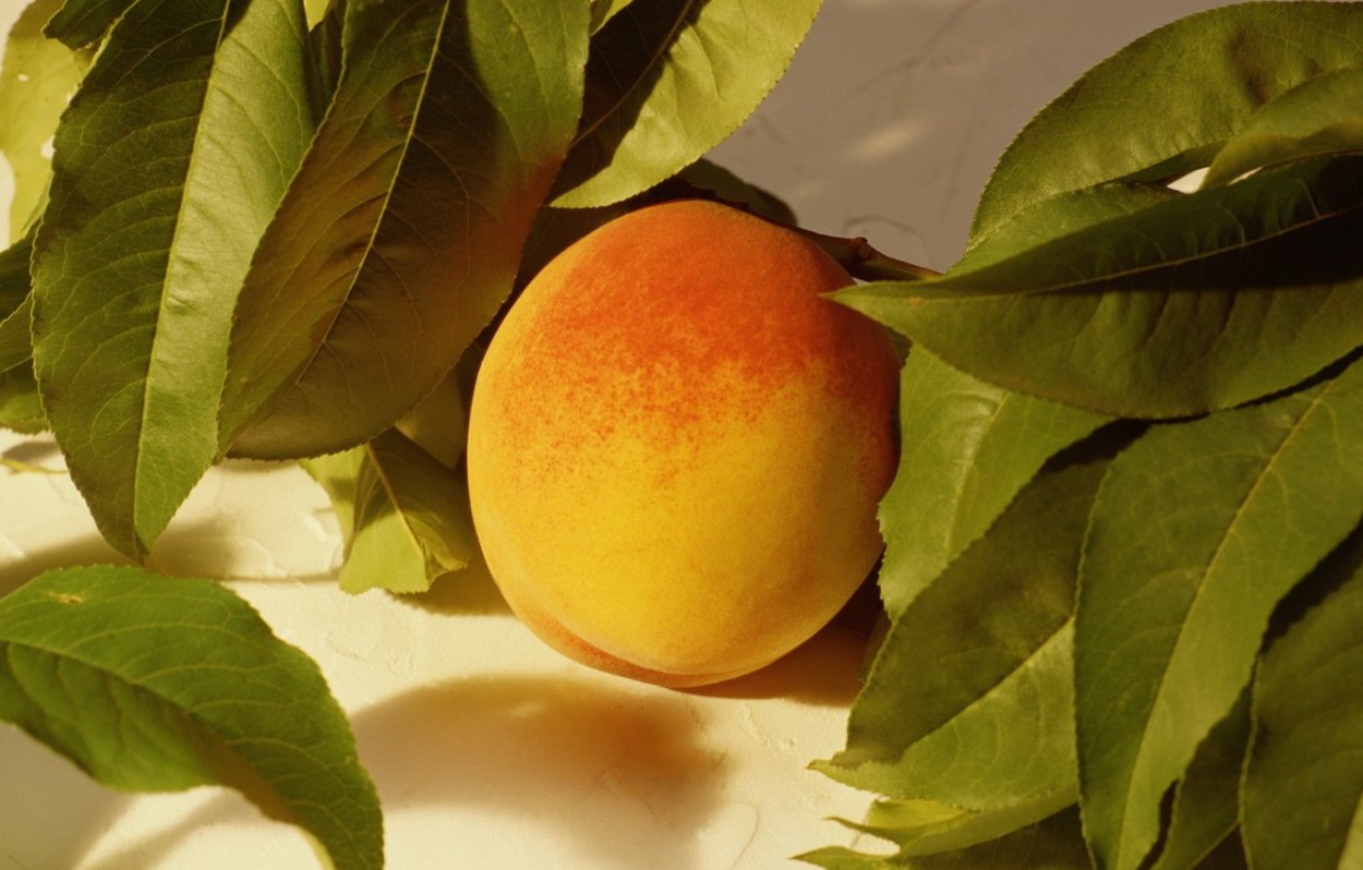 Персик Старк Сангло