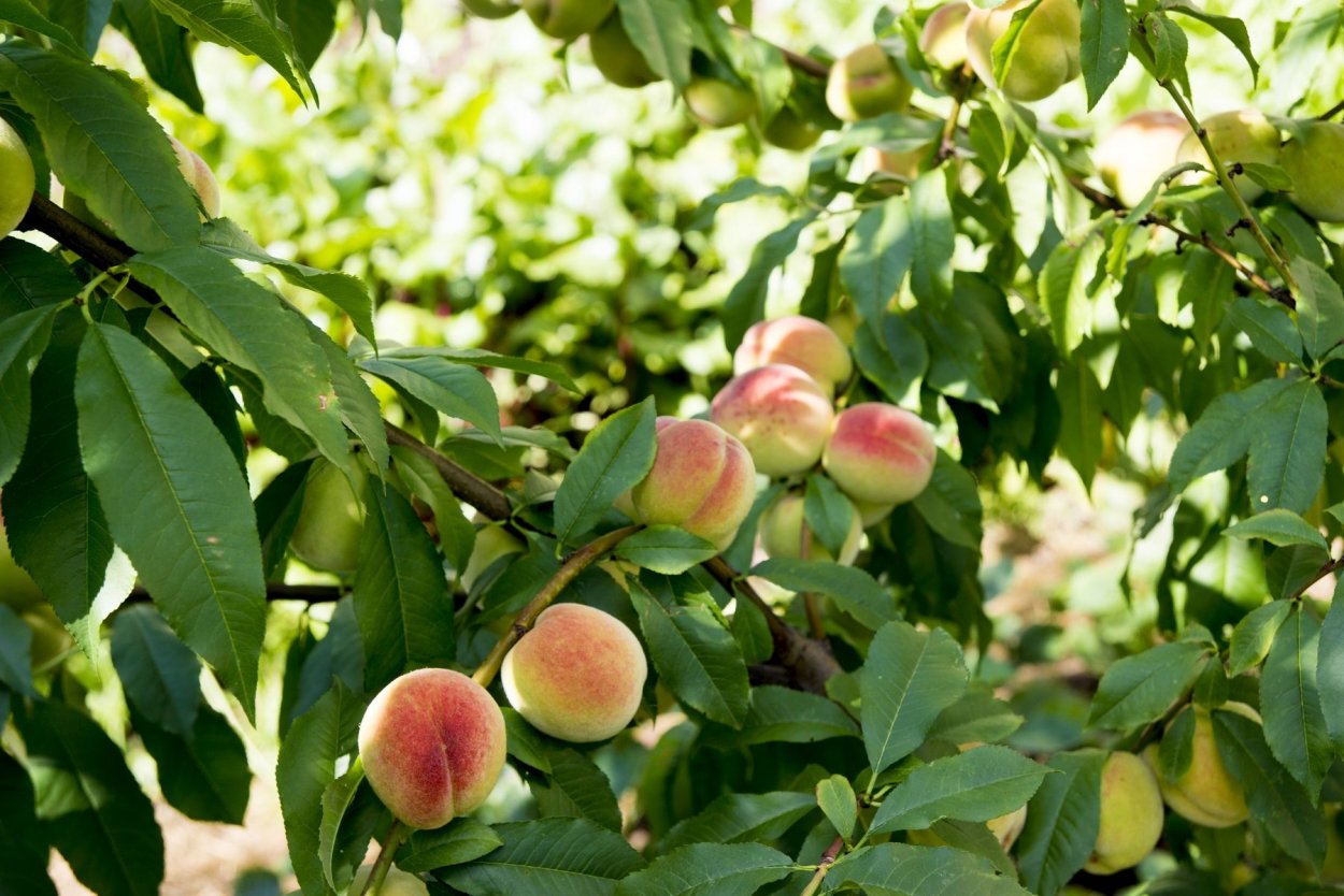 Нектарин куст