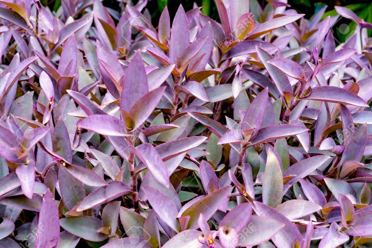 Традесканция Парпл Харт