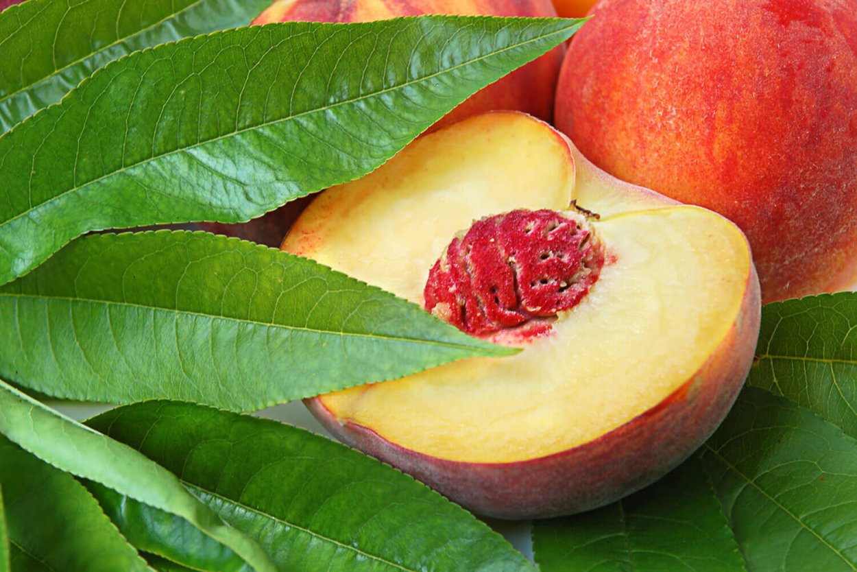 Нектарин скрещенный