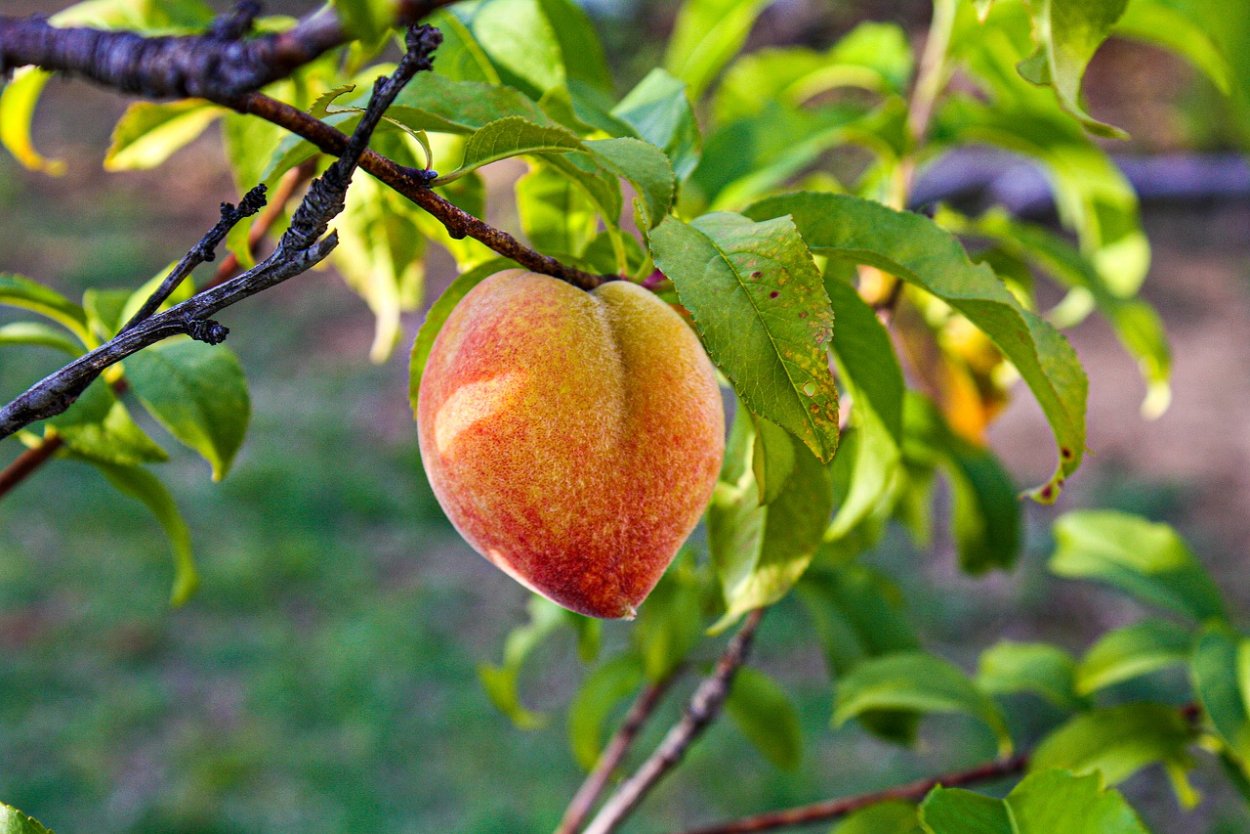 Клястероспориоз персика