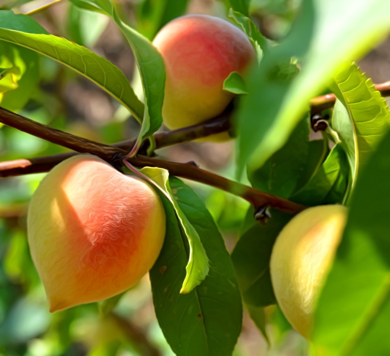 Персик сеянец Старка