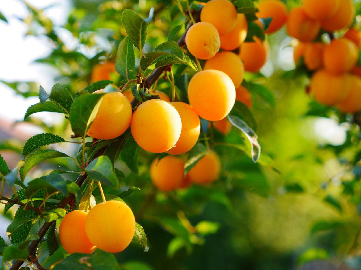 Алыча Иволга