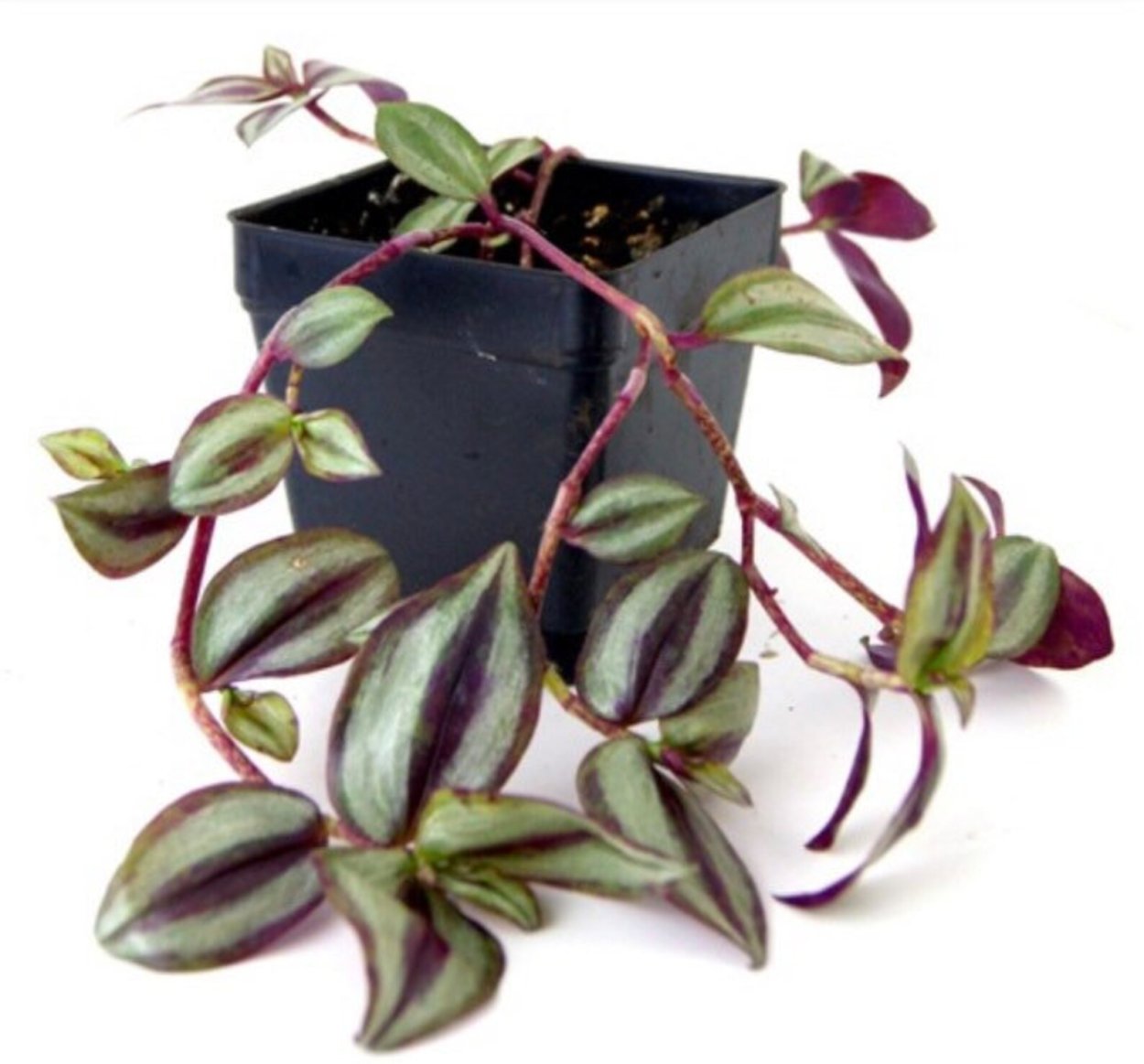 Традесканция Лилак