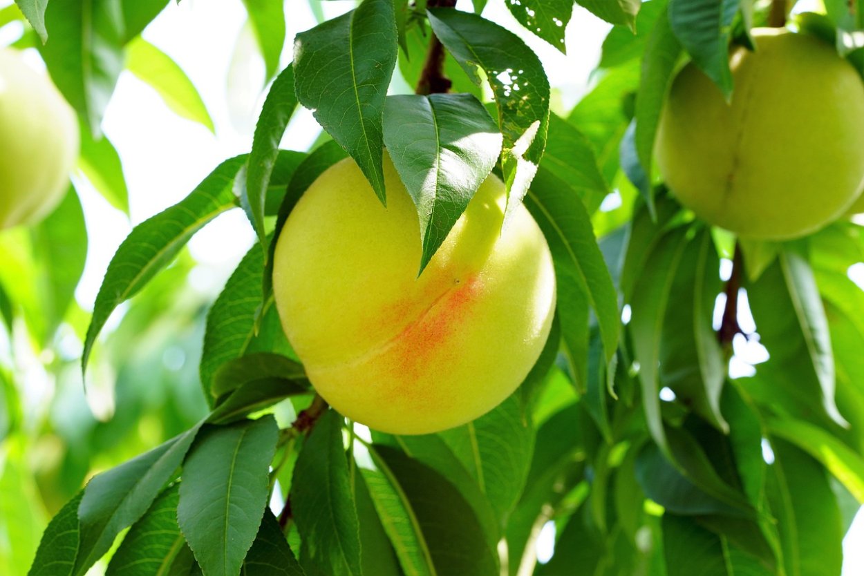 Листок персика