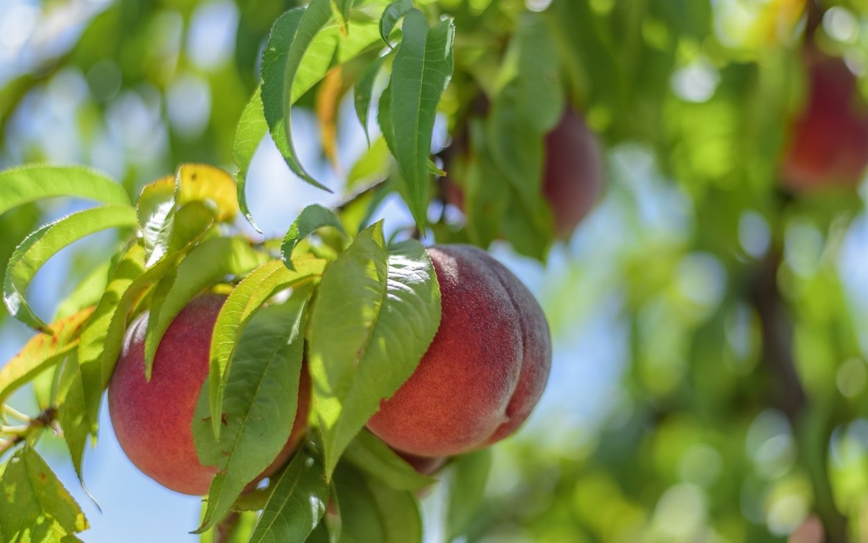 Абрикос Лола