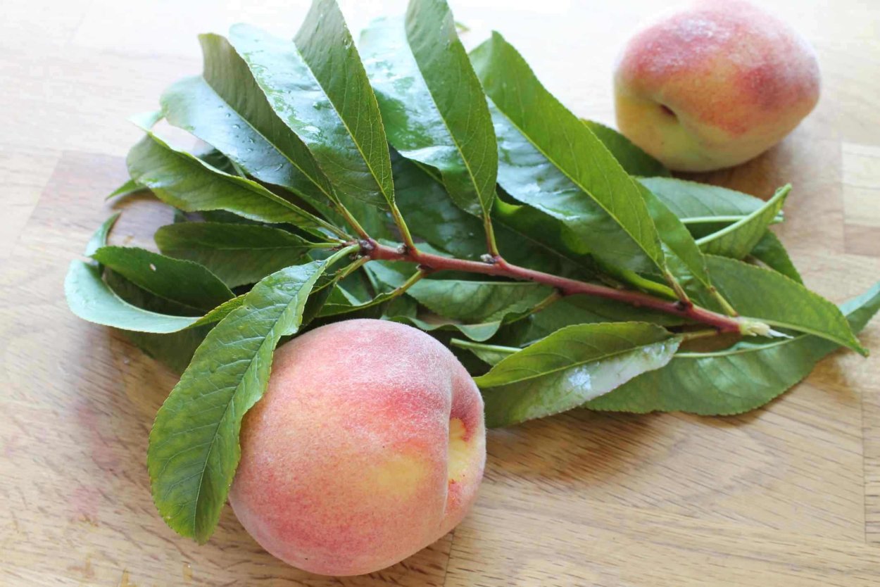 Нектарин дерево листья