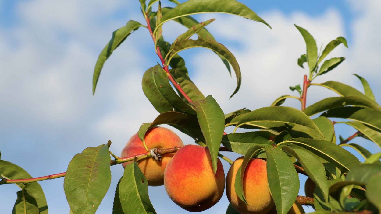 Абрикос обыкновенный Манитоба