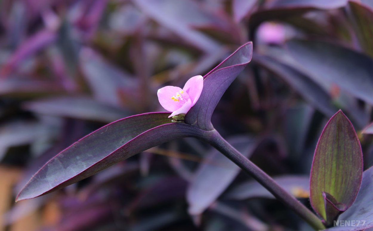 Традесканция сеткреазия