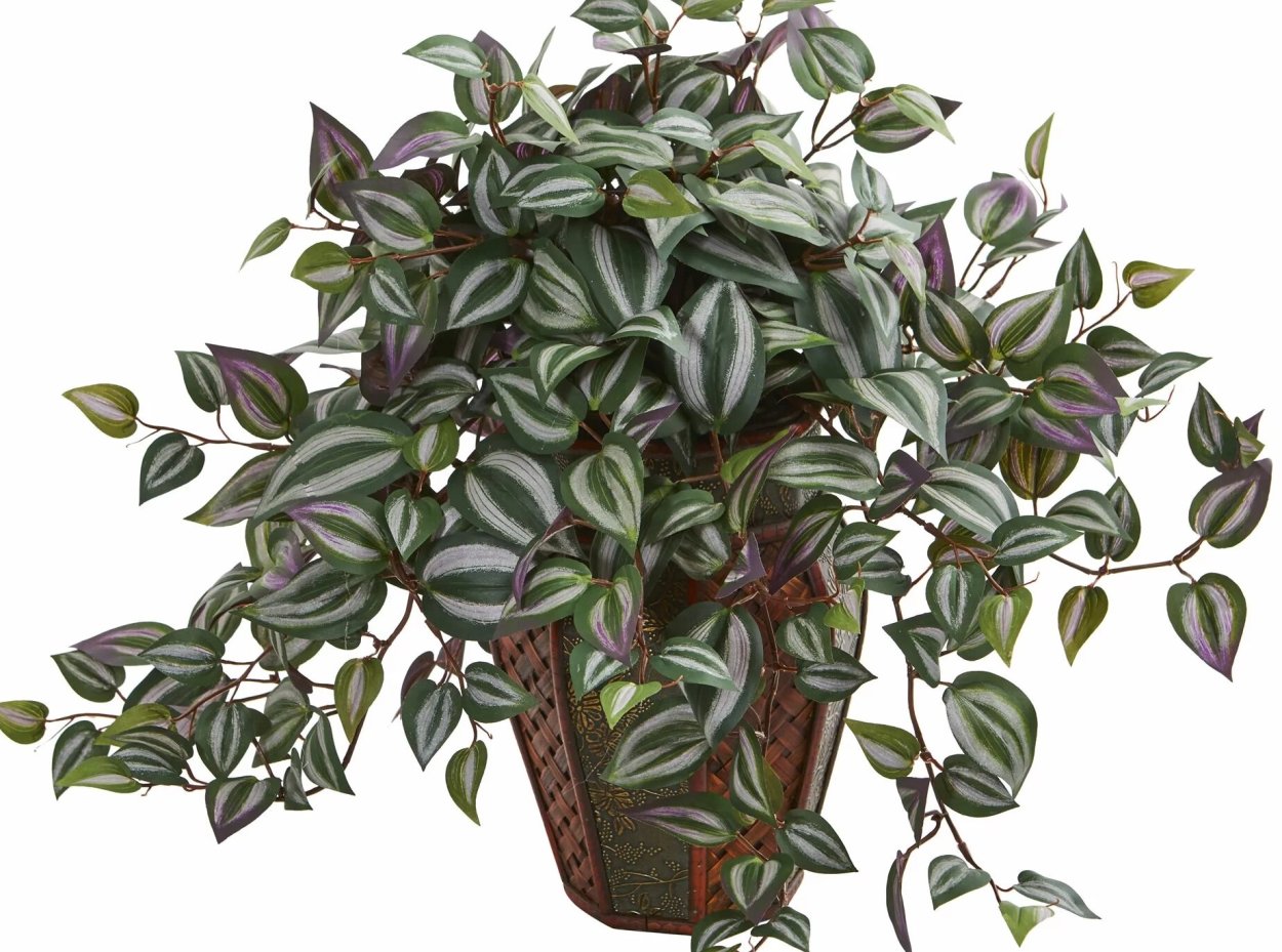 Каллизия Репенс Бьянка