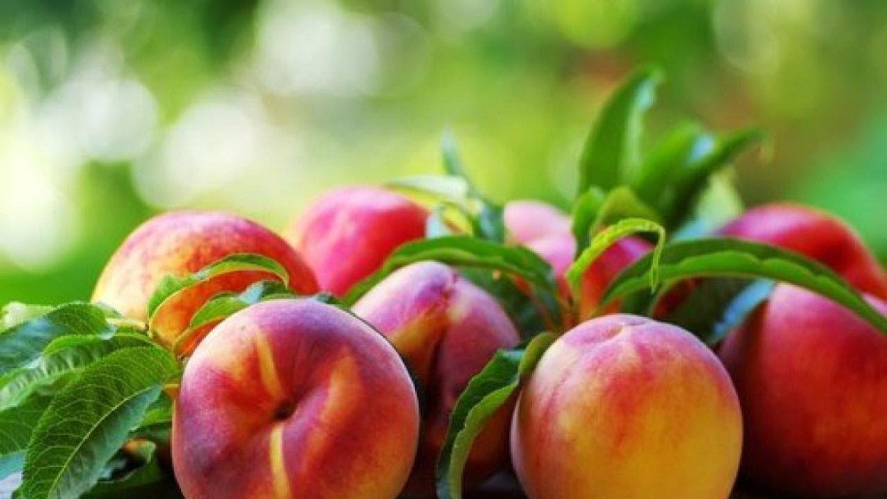 Нектарин листики