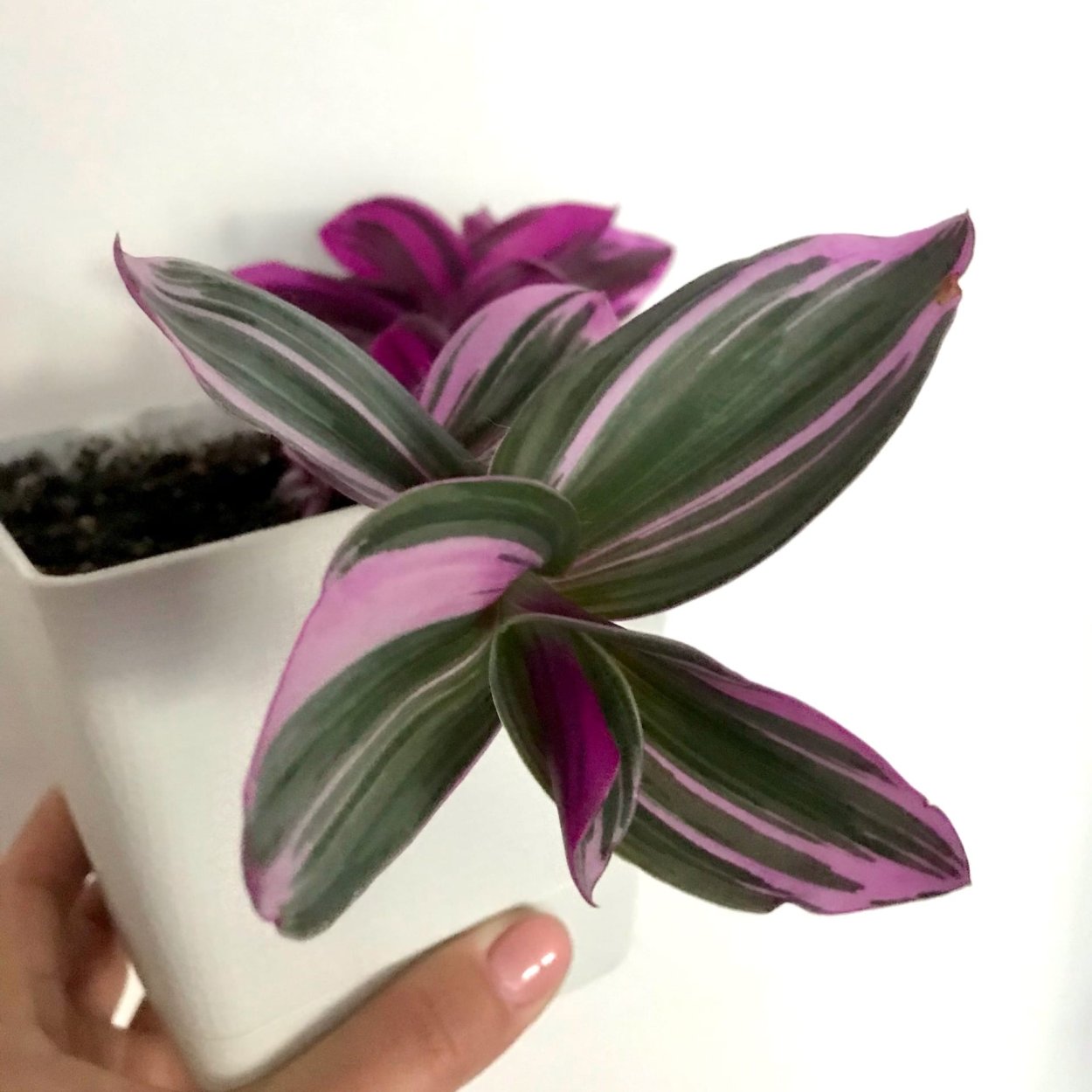 Фикус Хойя плетущийся