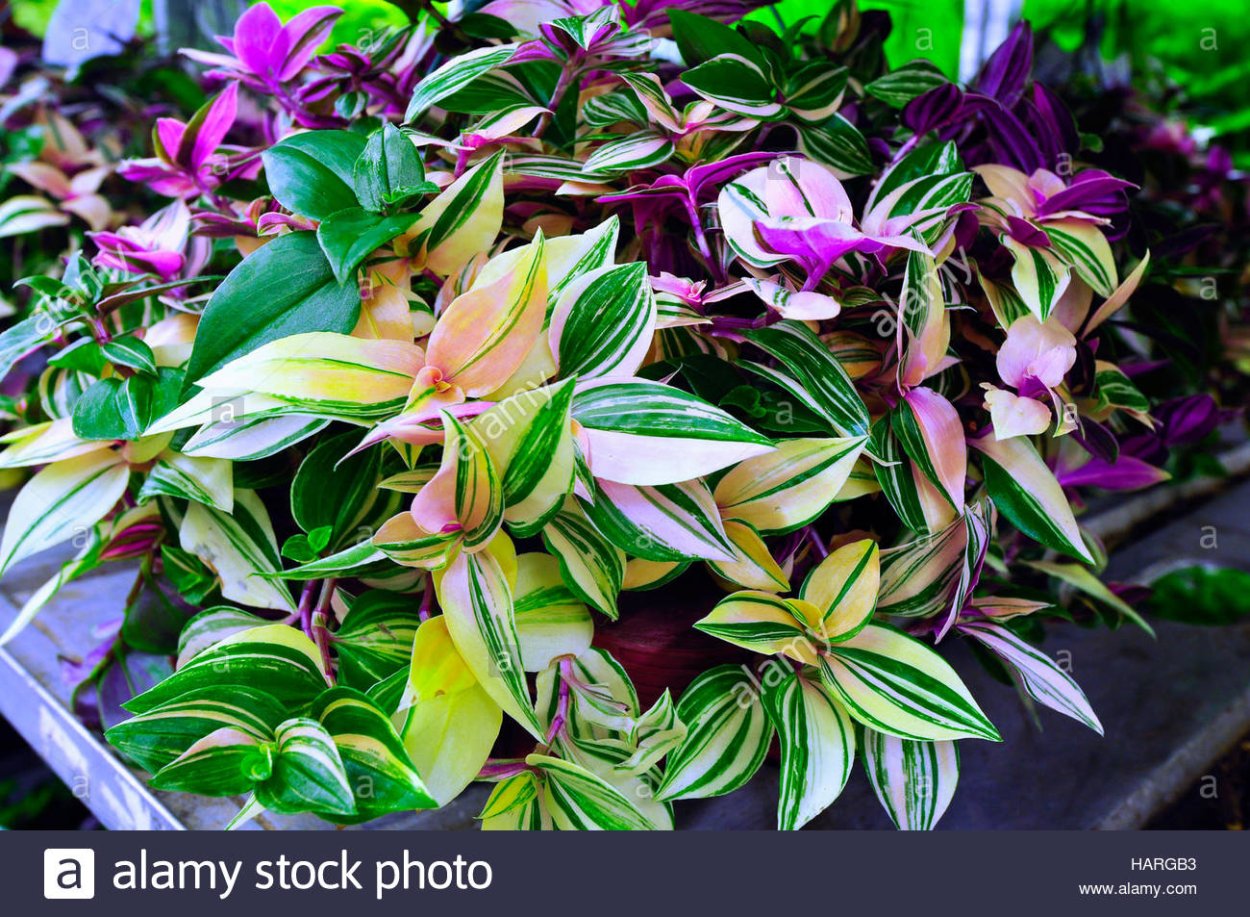 Традесканция хамелеон