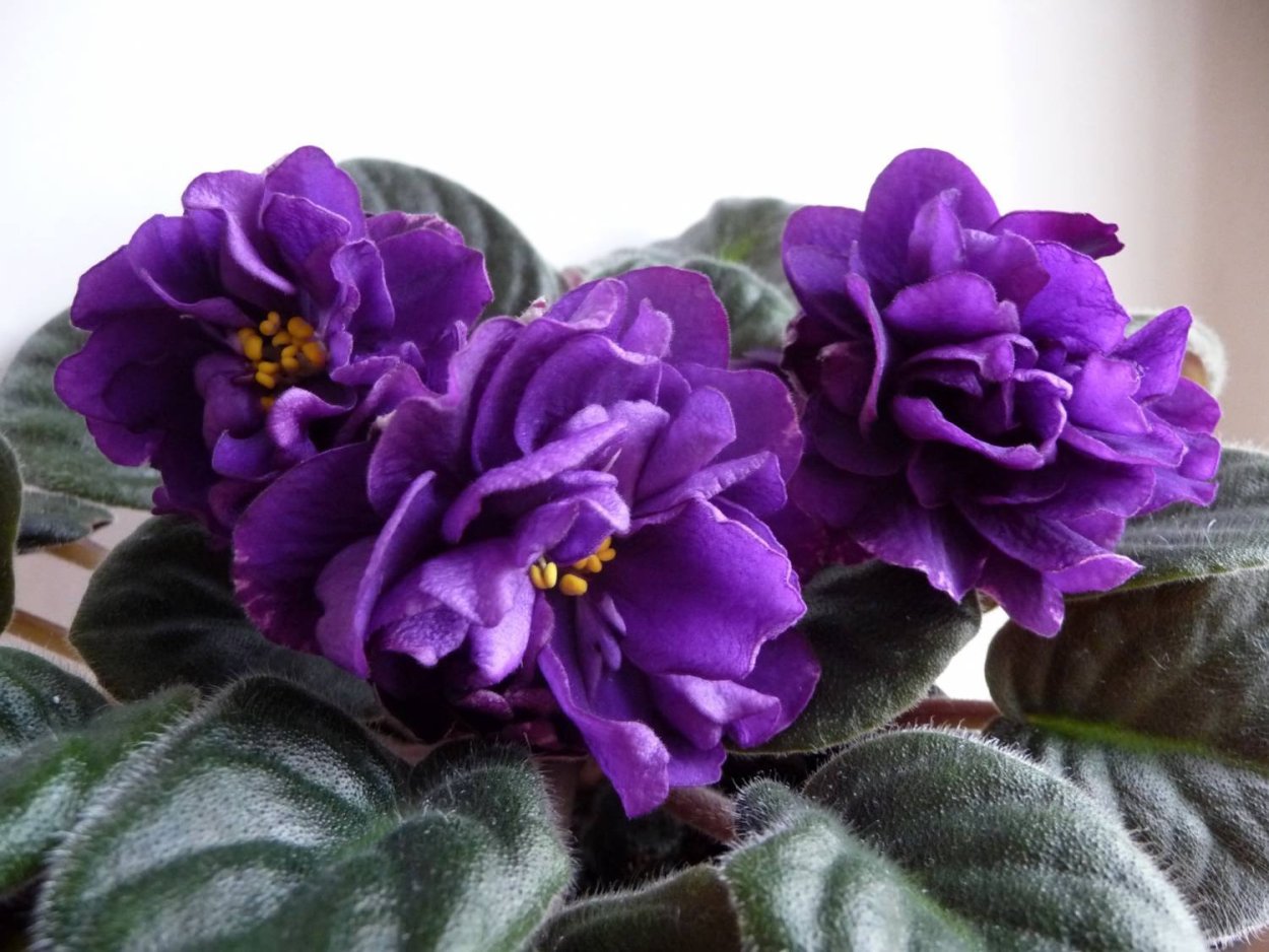 Фиалка ЕК черная Жемчужина