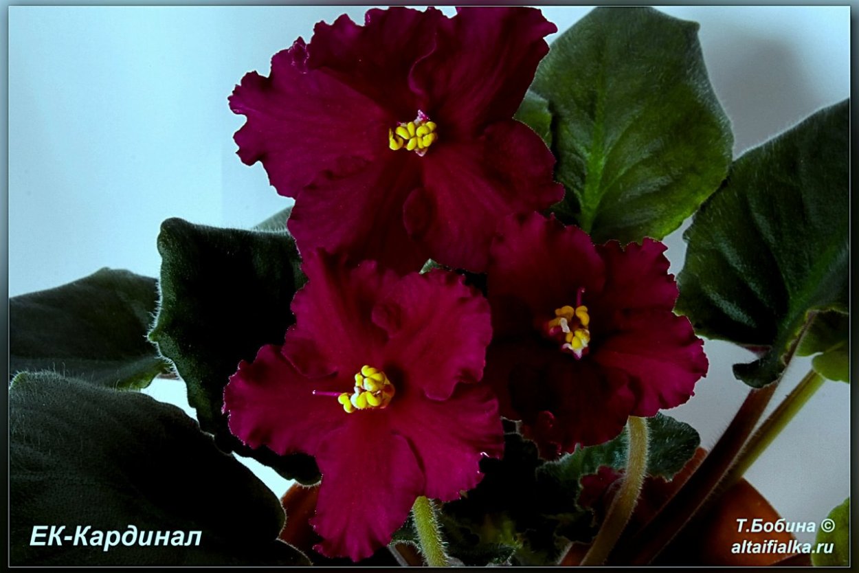 Фиалка ЕК Кардинал