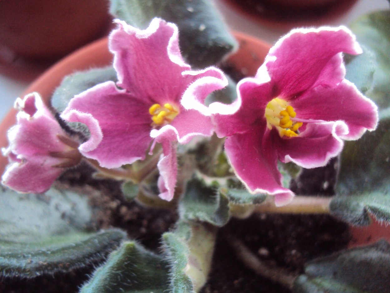 Фиалка ЕК Кардинал